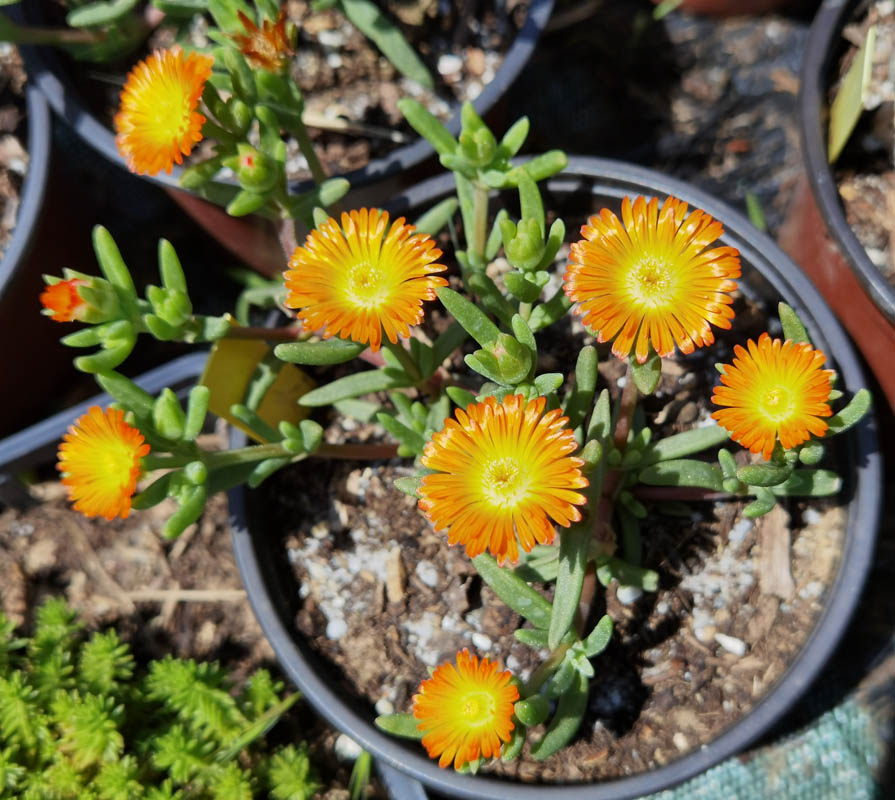 Delosperma cultivars & hybrides